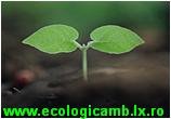 ECOLOGIC AMB